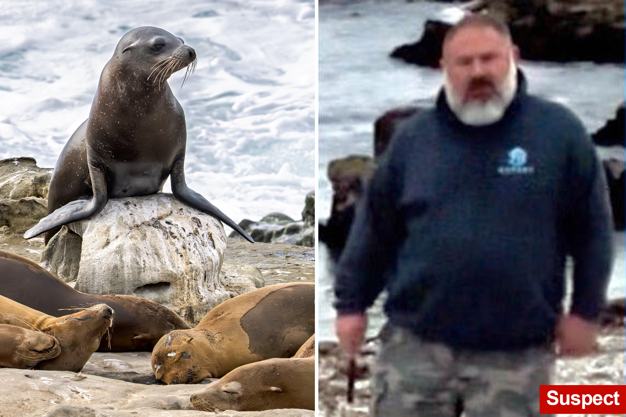 $20K reward offered for information about man seen decapitating sea lion in California as worrying trend grows