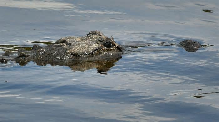 MIWA concerned how SpaceX Starship, increasing rocket-launch cadence may impact environment