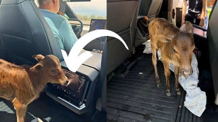 A Tesla Cybertruck Owner Says a Calf Figured Out How to Control the A/C in His Truck – Adds “Cow Mode Activated”